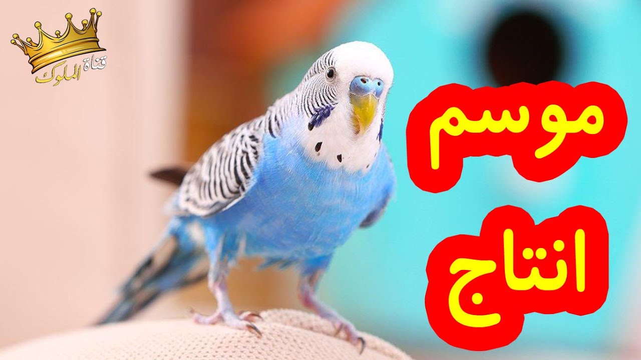 موسم إنتاج البادجي: أهم النصائح للمبتدئين والمحترفين