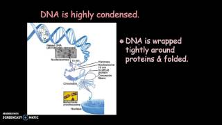 AP   Chapter 12 DNA Structure