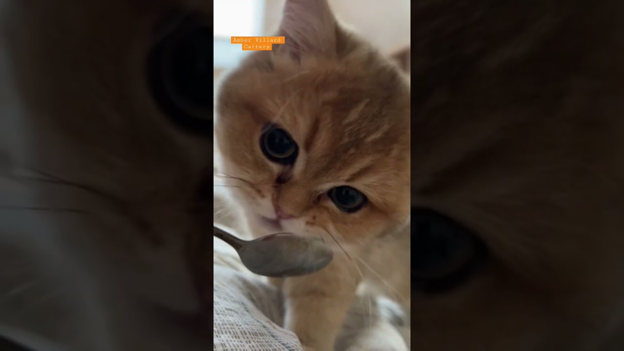 What to do when a kitten's teeth grow? 