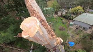 Hung up Tree Removal