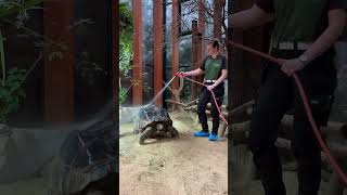 Een Douche Voor De Aldabra Reuzenschildpad 