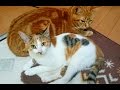 保護した子猫ネネ通院終了-The treatment of the kitten is over!【Uzu&Nene channel】