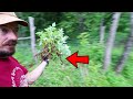 lazy GARDEN transplanting for FREE BERRY PATCH - 2x the harvest in 15 min