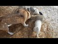 Laika pups feeding. Łajki zachodniosyberyjskie karmienie.