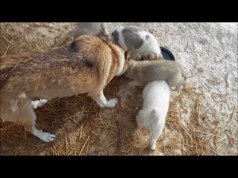 Wideo: Jak Karmić Husky Zachodniosyberyjskie?