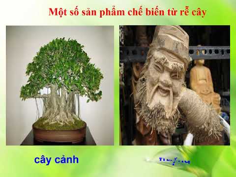Khối 3 tuần 22 môn tnxh bài rễ cây
