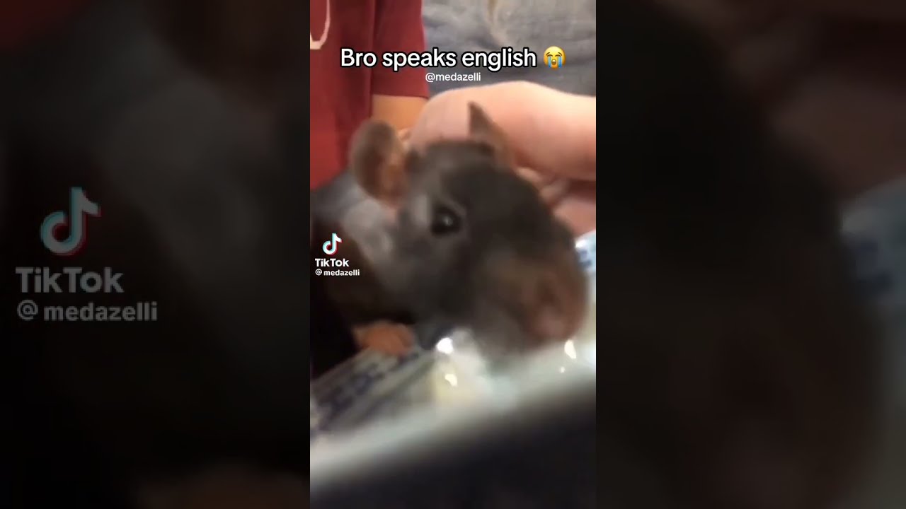 He Probably Can T Even Taste The Rat Poison Oh Its A Joke Credit To Medazelli On Tiktok 