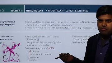 Staphylococcus saprophyticus and epidermidis USMLE Step 1 2021 Microbiology 12b page 135