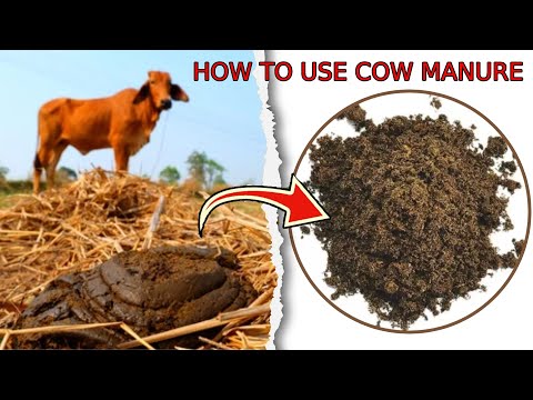 वीडियो: गाय की खाद बनाना: बगीचे में गाय की खाद उर्वरक का उपयोग