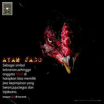 story'wa PSHT || makna ayam jago