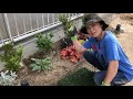 【DIY主婦】日陰に日陰に強い植物を植える