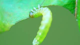 Sawfly larva eating a rose leaf