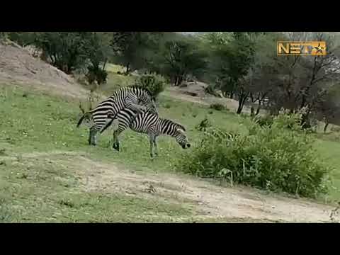 zebra mating breeding best mating of zebra | zebra meeting | animal meeting