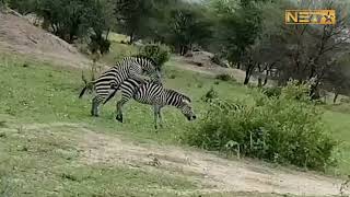 zebra mating breeding best mating of zebra | zebra meeting | animal meeting