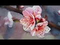 Watercolor painting of Cherry Blossom