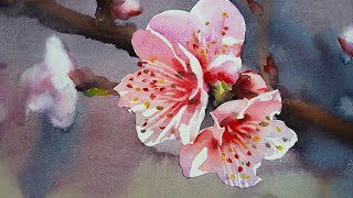 Watercolor painting of Cherry Blossom