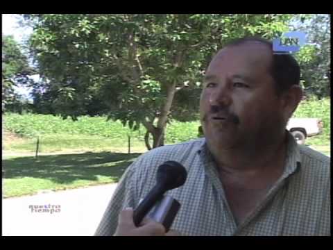 maíces variedades Nuestro Tiempo-Rescate de maices nativos