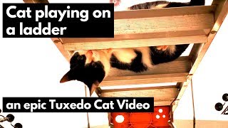 Cat playing on a ladder - An Epic Tuxedo Cat Video - Cats Dancing & Climbing Things! [Cats = Happy] by Muziq The Cat 140 views 4 years ago 1 minute, 26 seconds