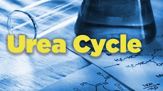 Urea Cycle