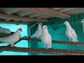 #PIGEONS. Утренняя тренировка бакинских бойных голубей 10.05.2020г./атака ястреба