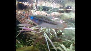 sparkling gouramis (Trichopsis pumila) talk things over