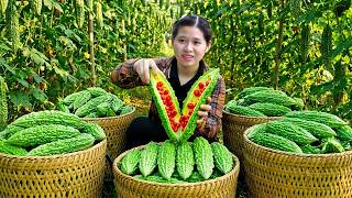 Harvesting Bitter Melon for the Market – Young Woman Rebuilding the Garden with Her Father