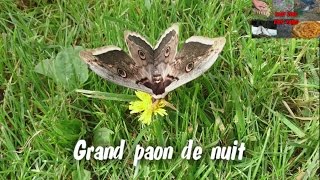 papillon grand paon de nuit/Butterfly big night peacock