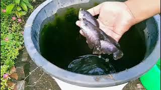 Kapasitas Budikdamber Gurame  itu Brapa Ekor??