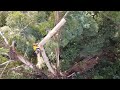 Fun Easy 40 Metre Tree Removal