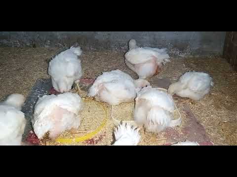 الفراخ البيضة عمر ٢٤ يوم بدون علف واعل 