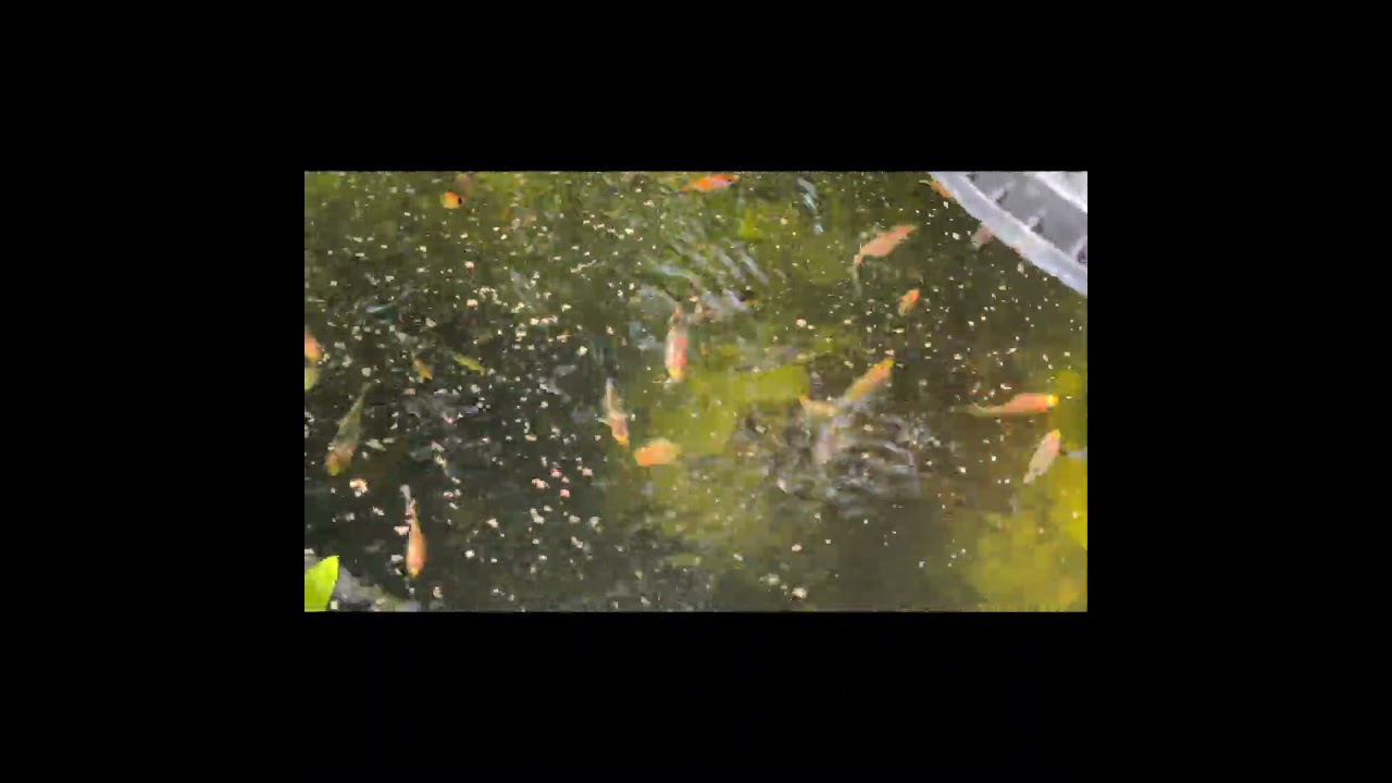 Find a Winner in these Shubunkin Goldfish Fry Tanks