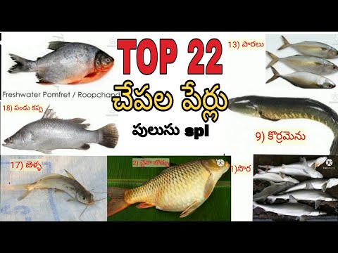 Top 22 fish names |చేపలు పేర్లు| టాప్ 22 రుచిగల చేపలు |