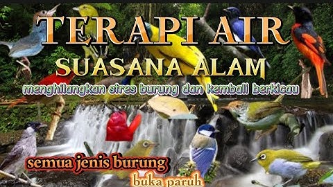 Semua jenis burung pasti cepat buka paruh,suara air terapi burung