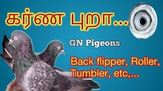 கர்ண புறா...- Karna pigeon(roller pigeon)
