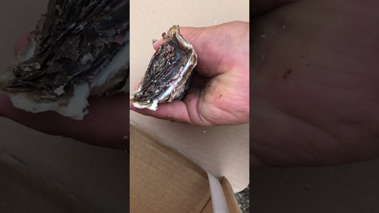 岩牡蠣の開け方 Youtube