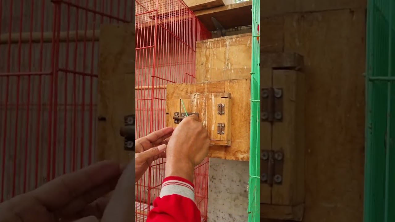 Hadiah Tahun Baru, poin 2 Red Lory. ETbf