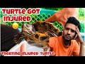 Injured Turtle Shell | Treating Injured Turtel shell | Turtle treatment at home | Turtle bleeding