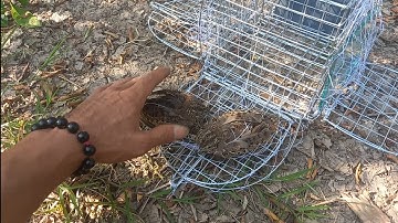 Minh Ngọc bẫy chim cút chuyện lạ có thật 0786952072