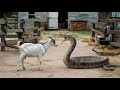 Python vs goat