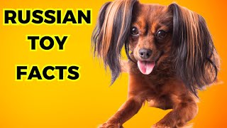 Russian Toy Dog  Top 10 Amazing Facts