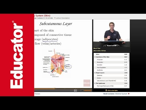 Integumentary System YouTube