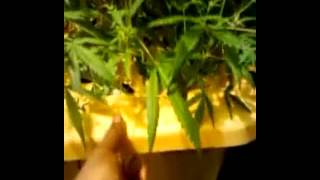 Good weed an music
