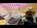 【右手と左手の攻防戦】フトアゴヒゲトカゲ☆おちょこさん Beardeddragon