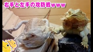 【右手と左手の攻防戦】フトアゴヒゲトカゲ☆おちょこさん Beardeddragon