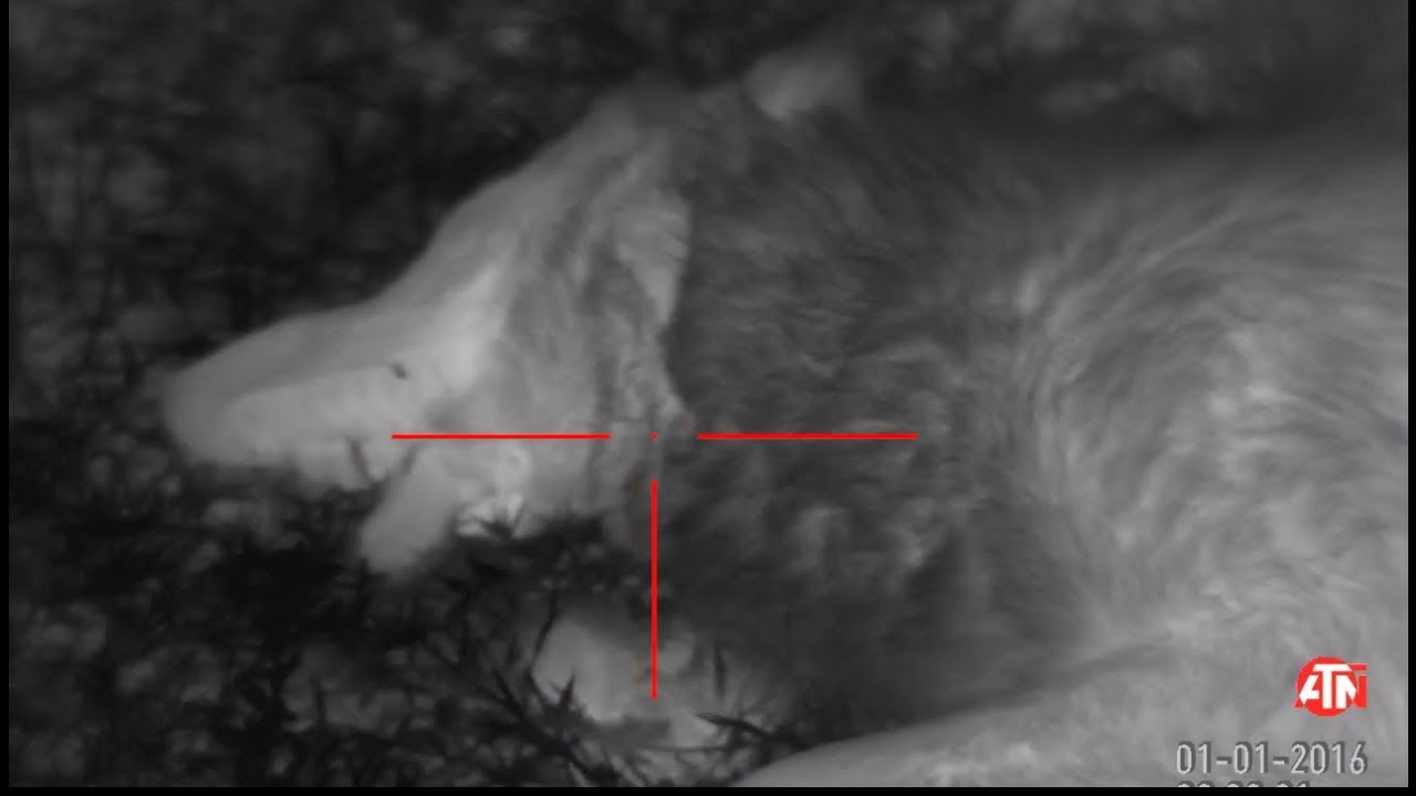 Coyote Hunting THERMAL IMAGING Season 3 Ep. 1 YouTube