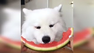 UNUSUAL AND RANDOM MEMES V38