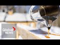 Maple syrup producers "concerned" amid drought conditions in Atlantic Canada