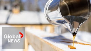 Maple syrup producers "concerned" amid drought conditions in Atlantic Canada