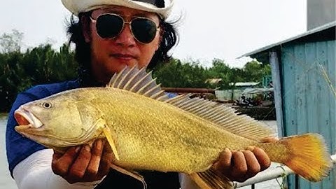 Câu Cá Sửu Vàng Như Đã Từng Hứa Với Mọi Người | Dân Chơi Đi Câu