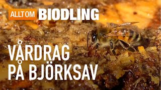 Vårdrag På Björksav Honungsbin